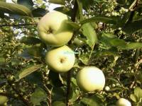 Продолжается уборка урожая яблонь и слив