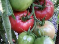 теплолюбивые томаты, перец и баклажаны заканчивают плодоношение