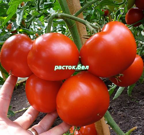 качественная рассада томатов