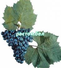 Ильичевский ранний ,сорт винограда
