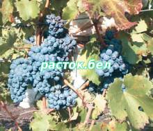Гранатовый ,сорт винограда