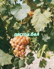 Карамол,сорт винограда