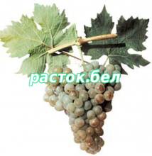 Кавказский ранний, сорт винограда