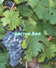 Варюшкин ,сорт винограда