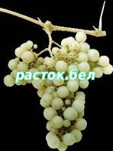 Каспаровский,сорт винограда