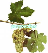 Хатми урожайный ,сорт винограда