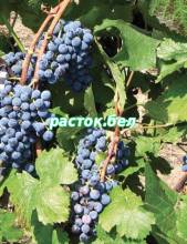 Денисовский,сорт винограда
