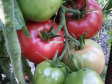теплолюбивые томаты, перец и баклажаны заканчивают плодоношение