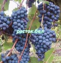 Молдова,сорт винограда