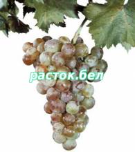 Новоукраинский ранний,сорт винограда