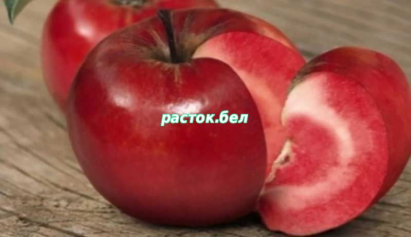 Красномякотные сорта яблони