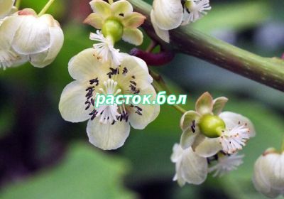 Женские цветки актинидии