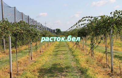 Плодоносная плантация ‘мини-киви’ в непосредственной близости от Grójc
